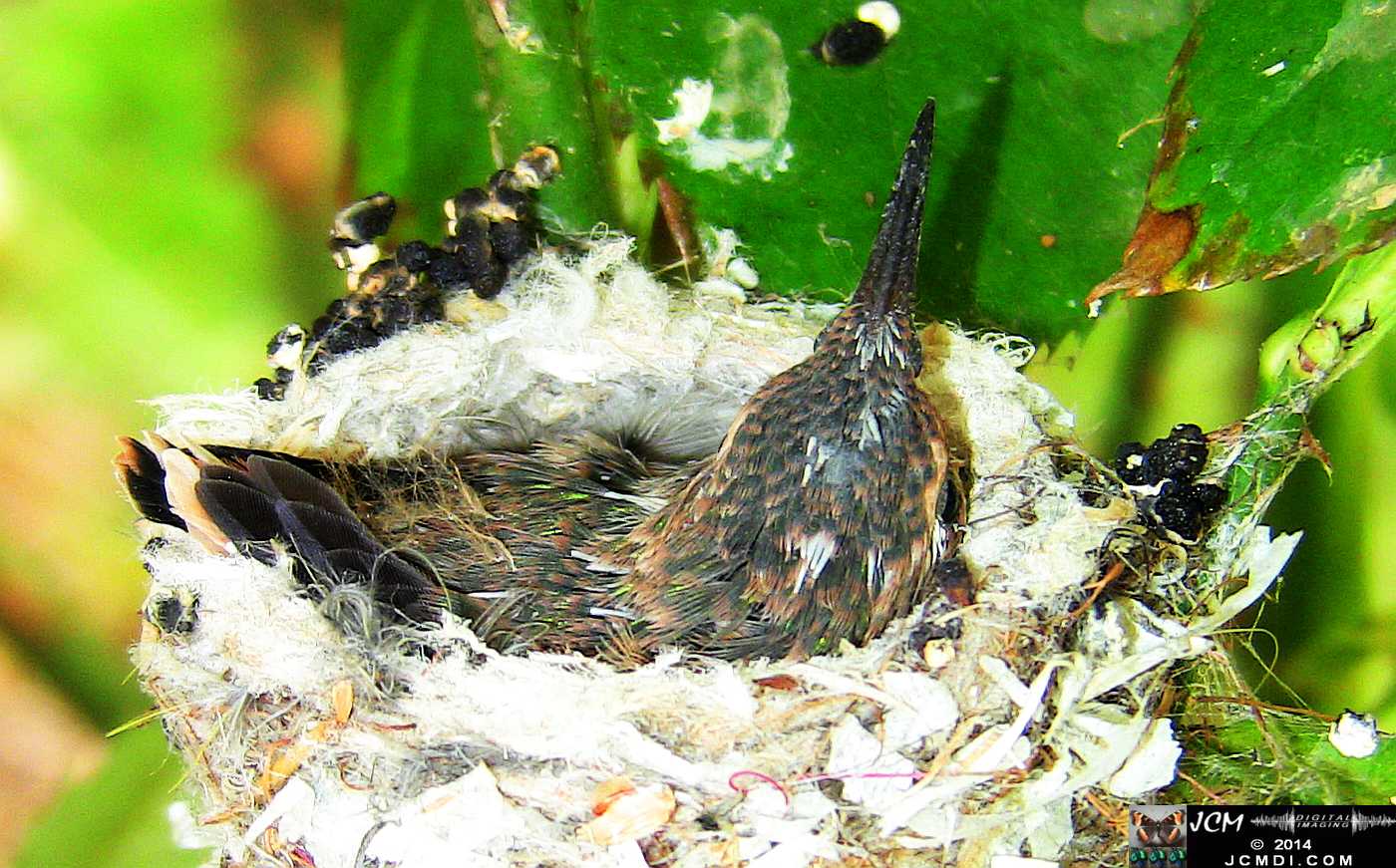 Allens Hummingbird chick and nest image 3-26-2014